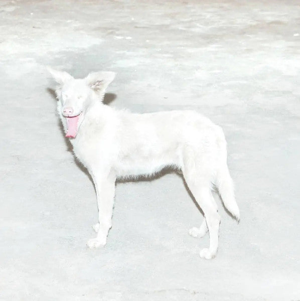 Malandra