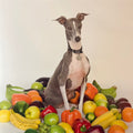 Excellent Italian Greyhound